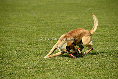 Serro de lorigine de faucon rouge